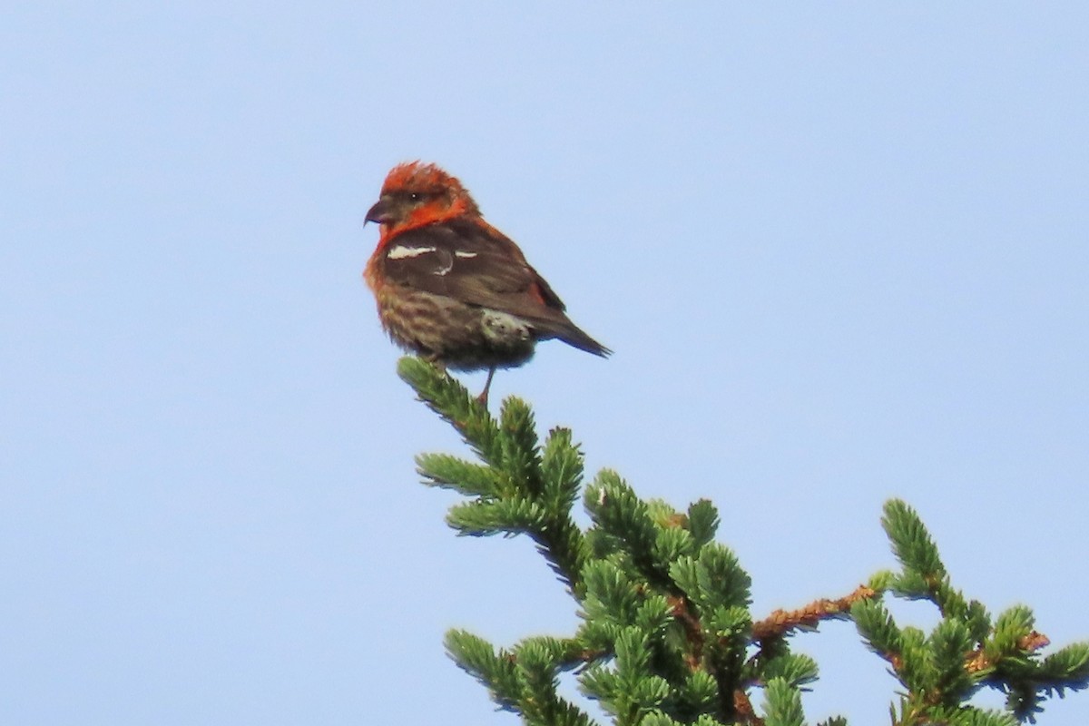 White-winged Crossbill - ML639404442