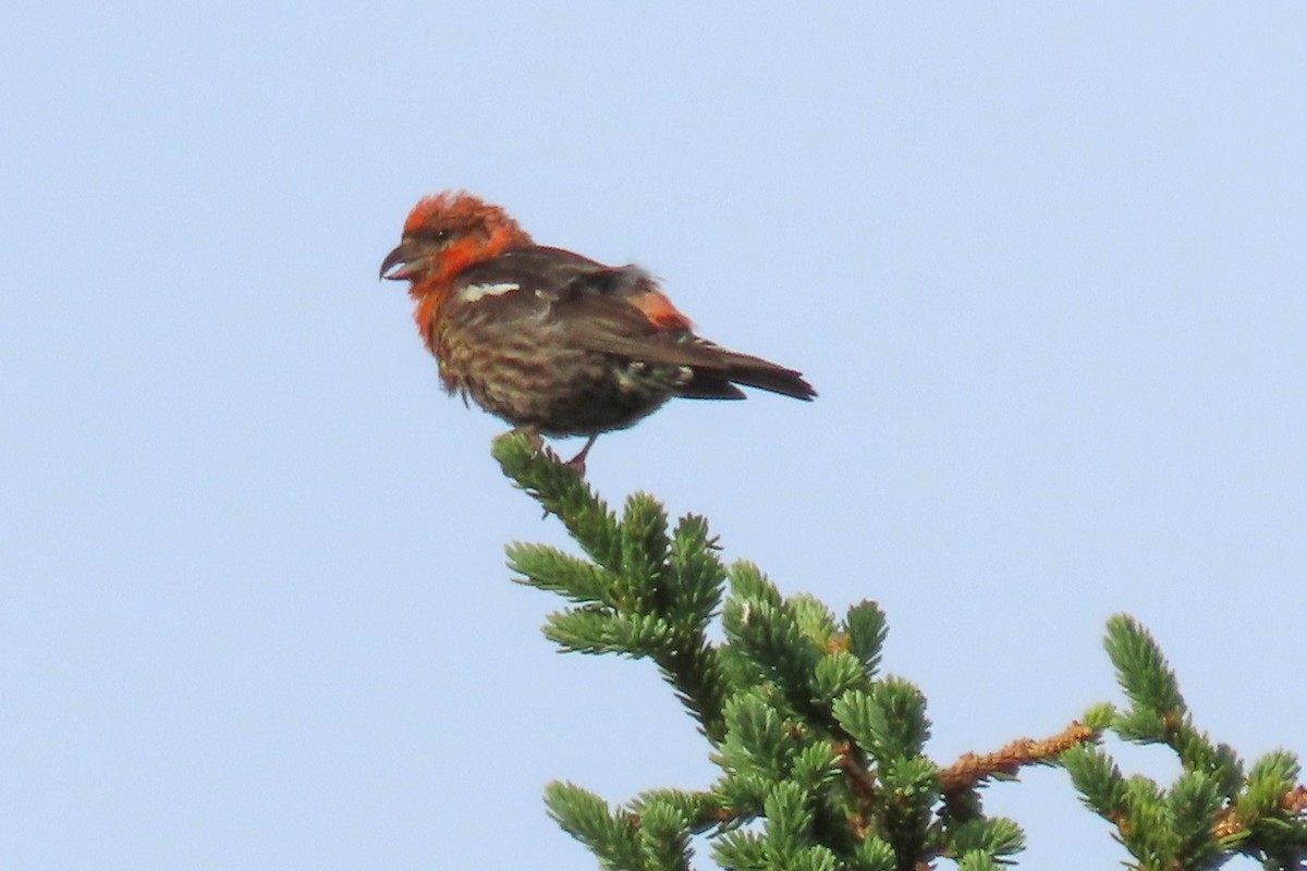 White-winged Crossbill - ML639404443