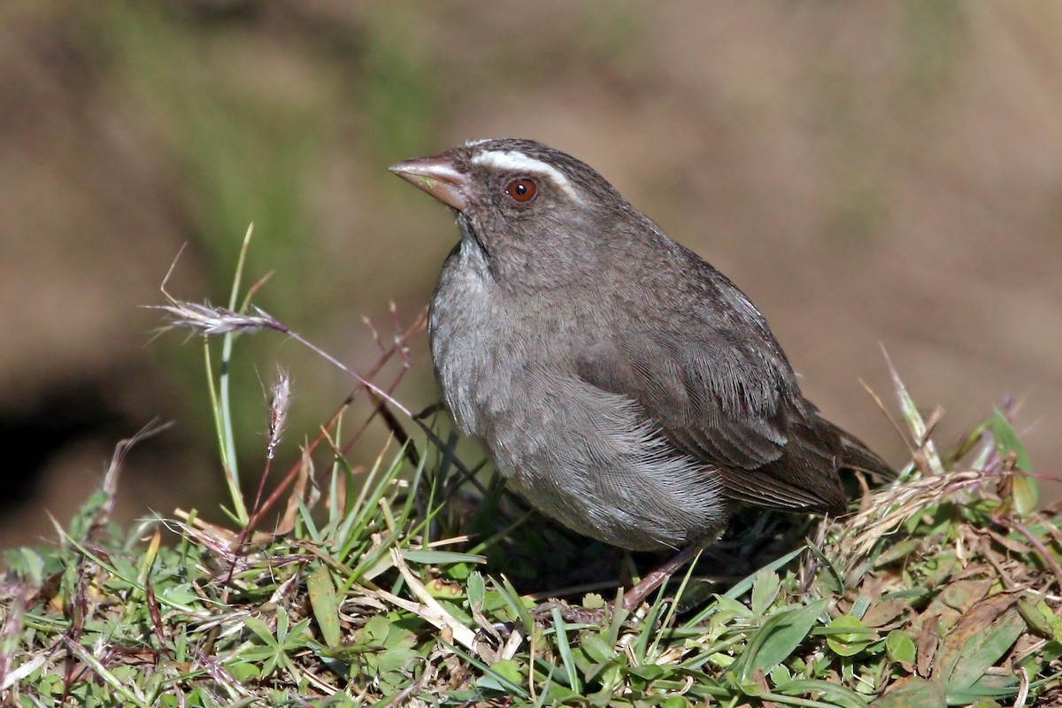 Brown-rumped Seedeater - ML639404474