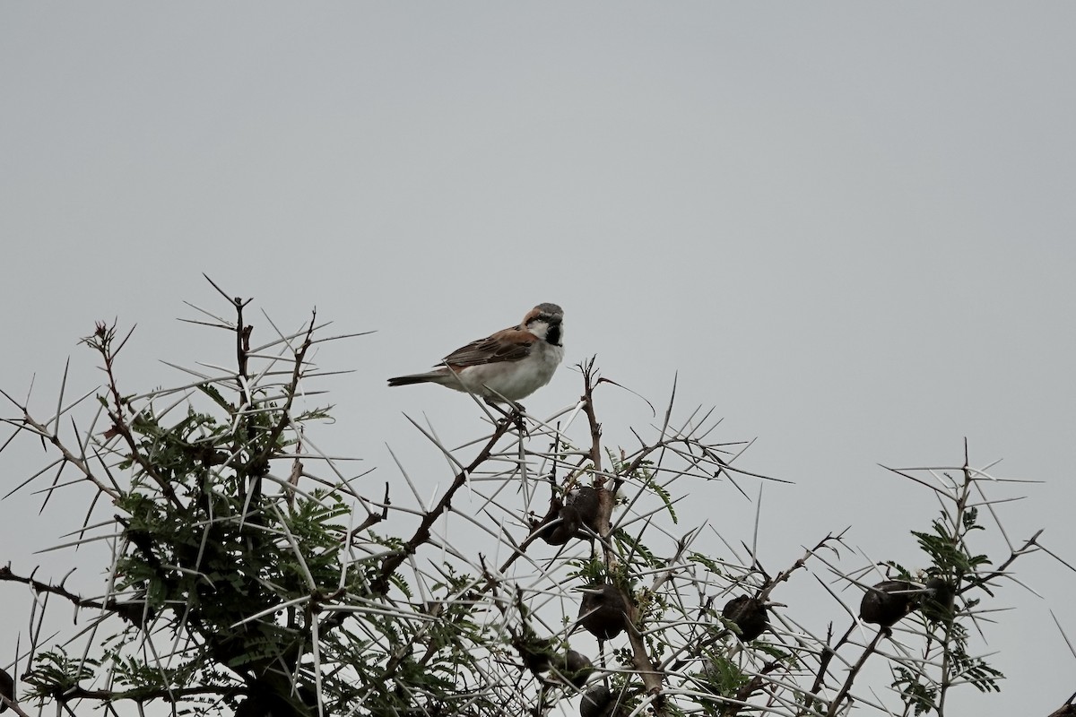 Shelley's Rufous Sparrow - ML639404508