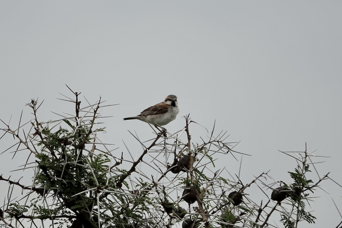 Shelley's Rufous Sparrow - ML639404509