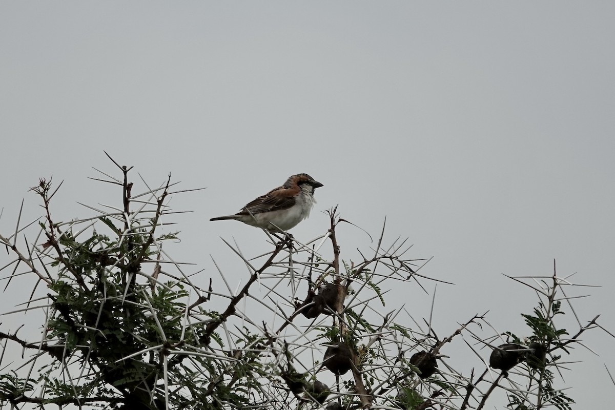 Shelley's Rufous Sparrow - ML639404511
