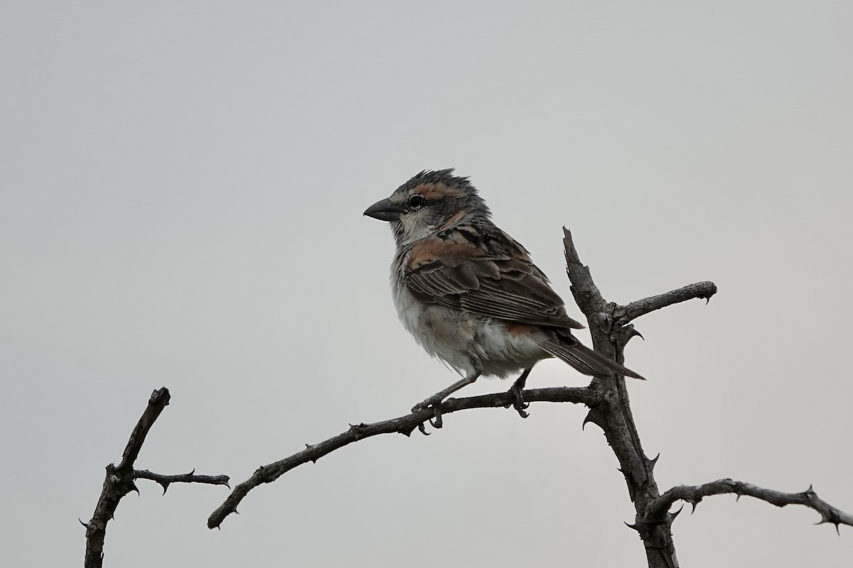 Shelley's Rufous Sparrow - ML639404518