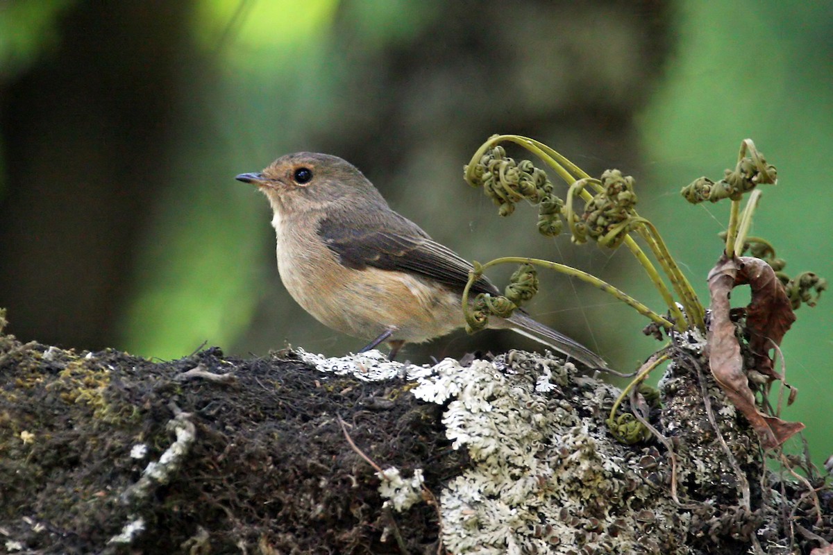 African Dusky Flycatcher - ML639404547