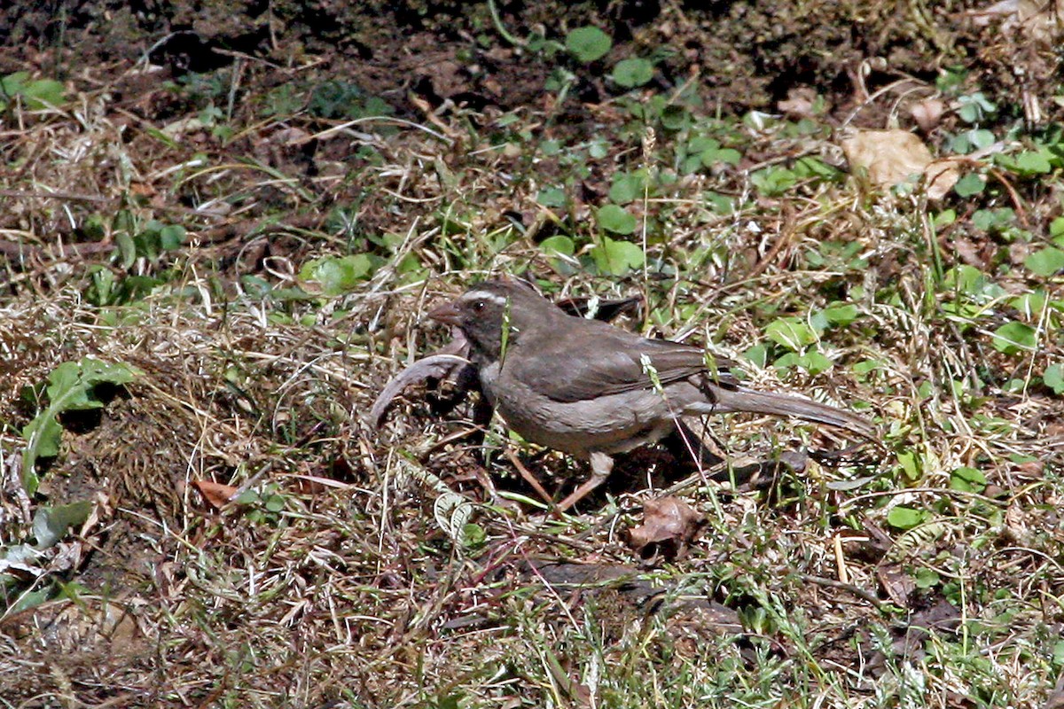 Brown-rumped Seedeater - ML639404625