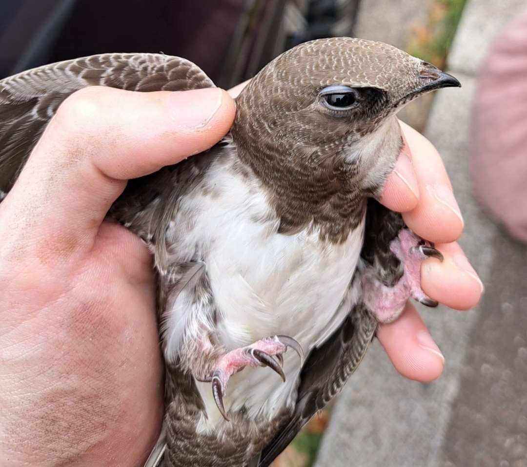 rorýs velký - ML639404640