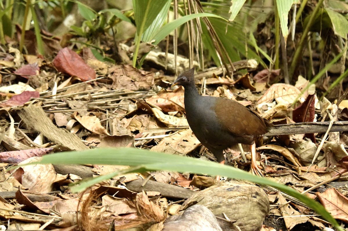 Orange-footed Megapode - ML639404793