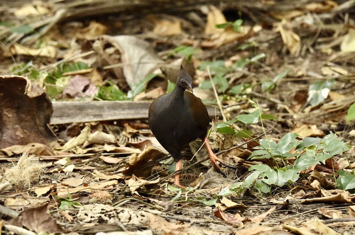 Orange-footed Megapode - ML639404794