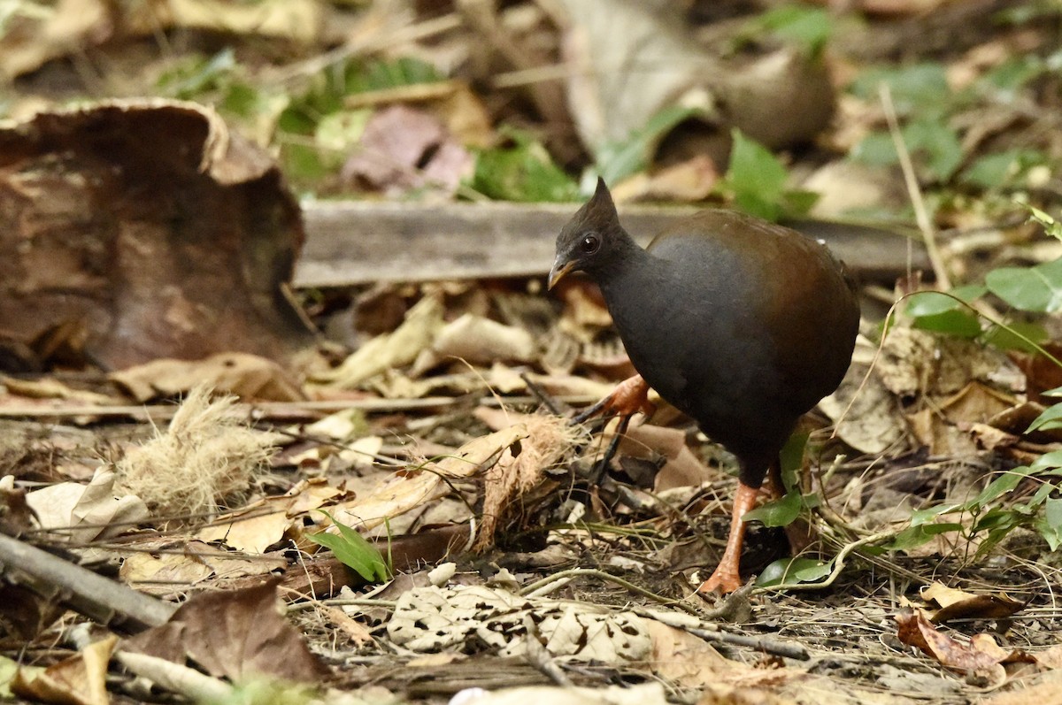 Orange-footed Megapode - ML639404795