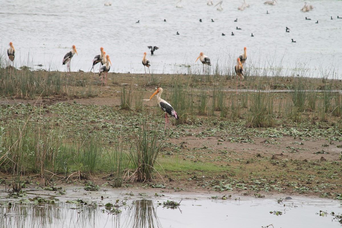 Painted Stork - ML639404796