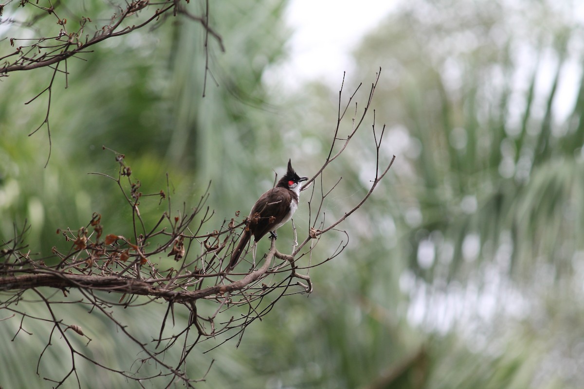 Red-whiskered Bulbul - ML639404801