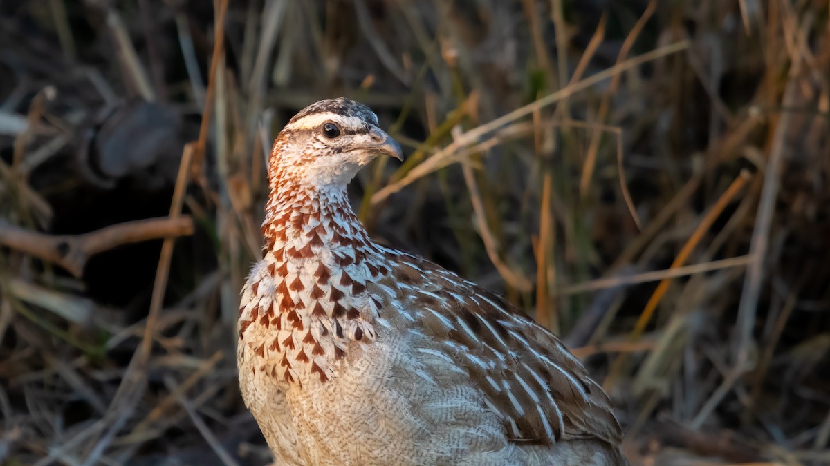 frankolín čapkový - ML639404823