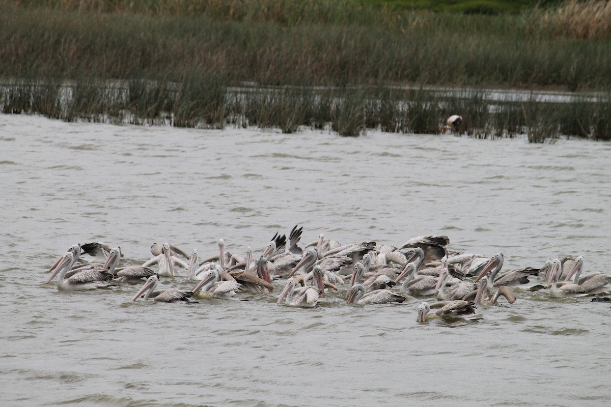 Spot-billed Pelican - ML639404824