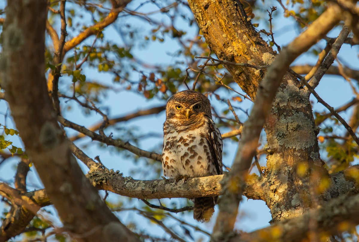 kulíšek africký - ML639404828