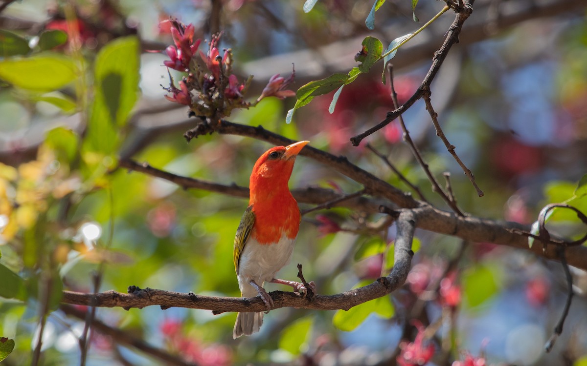 Red-headed Weaver - ML639404840