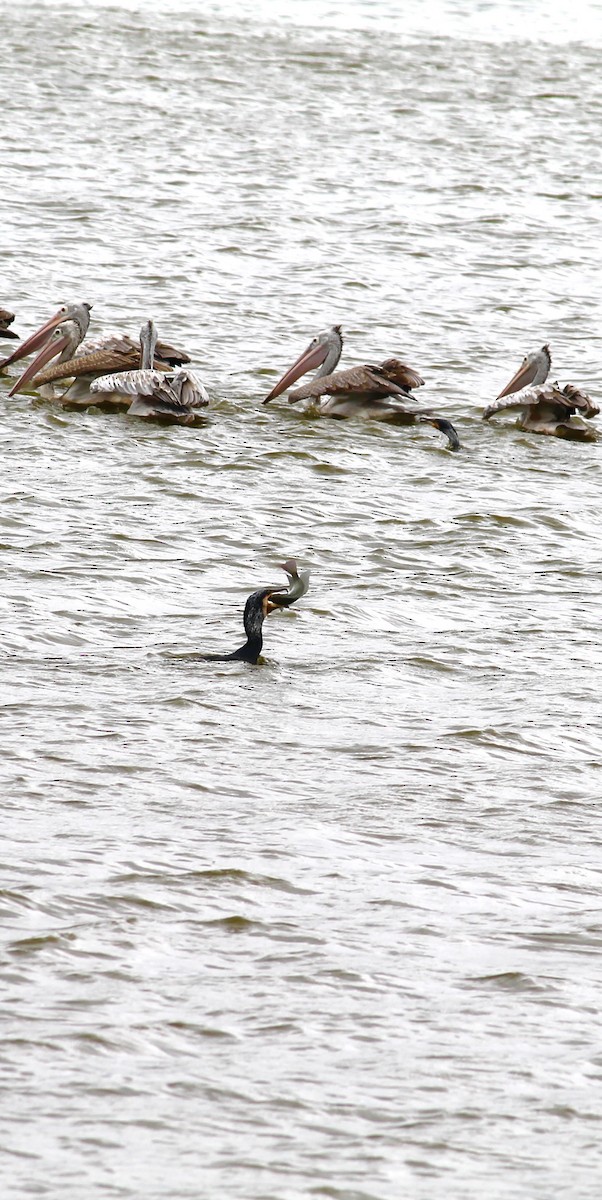 Great Cormorant - ML639404841