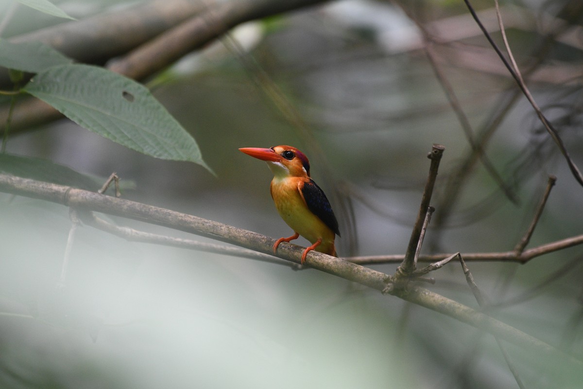 Black-backed Dwarf-Kingfisher - ML639404910