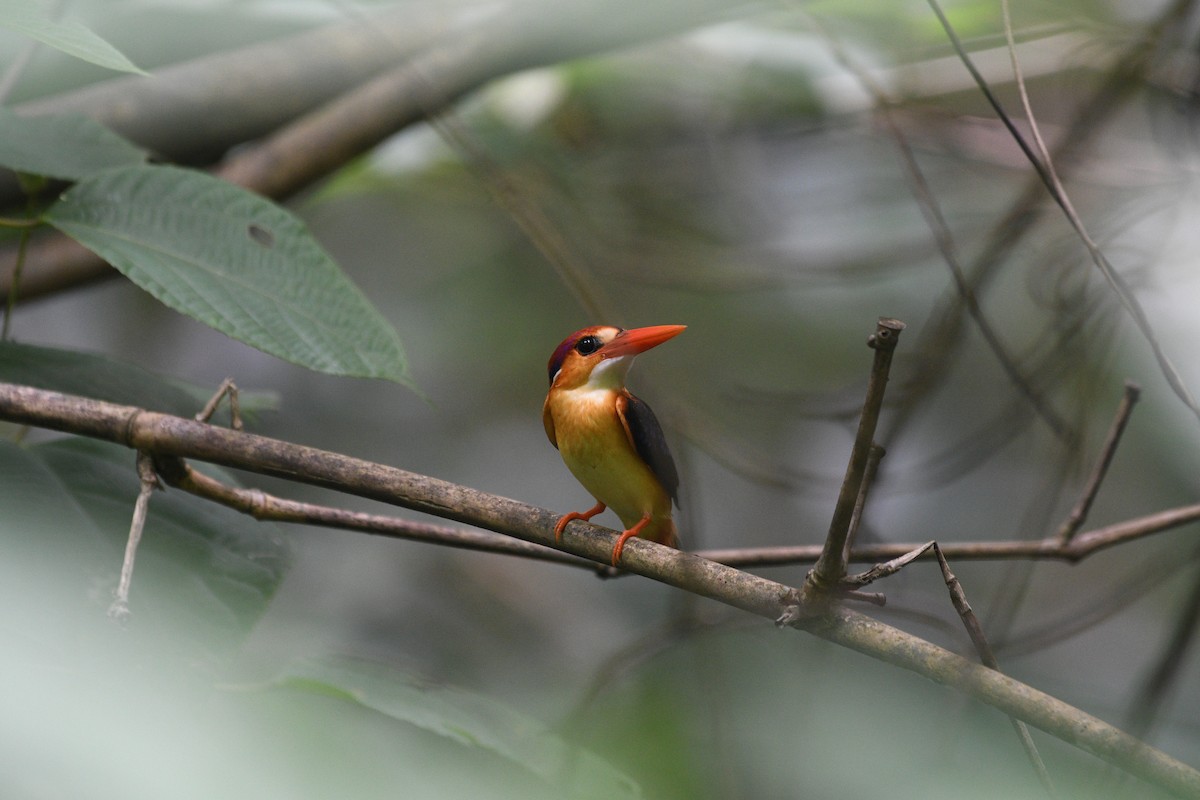 Black-backed Dwarf-Kingfisher - ML639404911