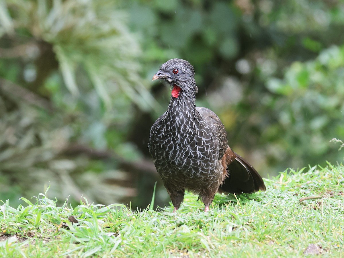 Andean Guan - ML639405065