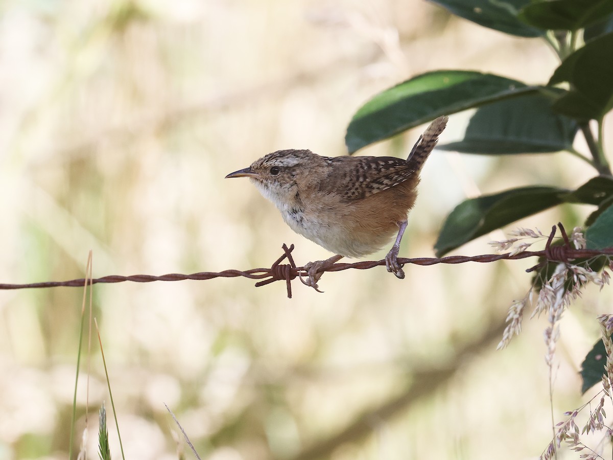 Grass Wren - ML639405100