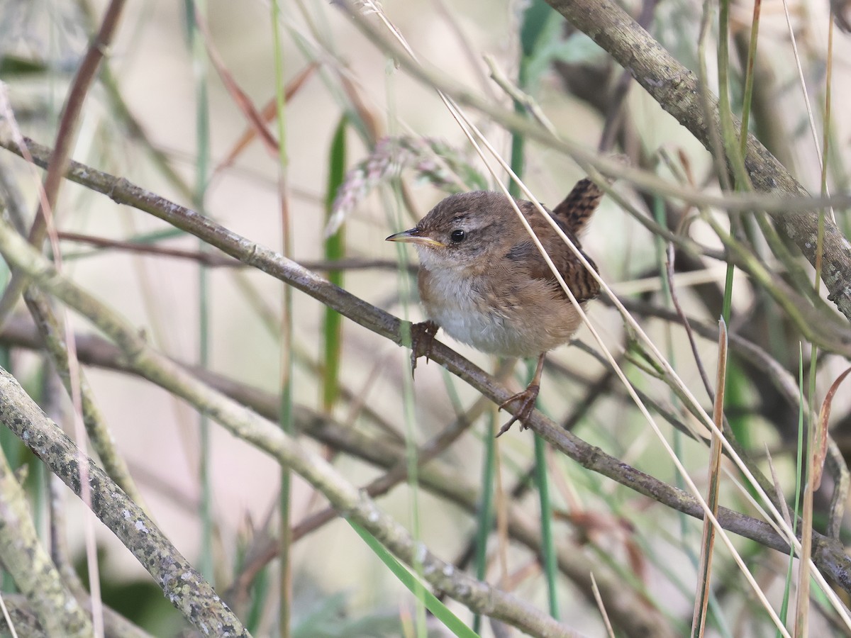 Grass Wren - ML639405101