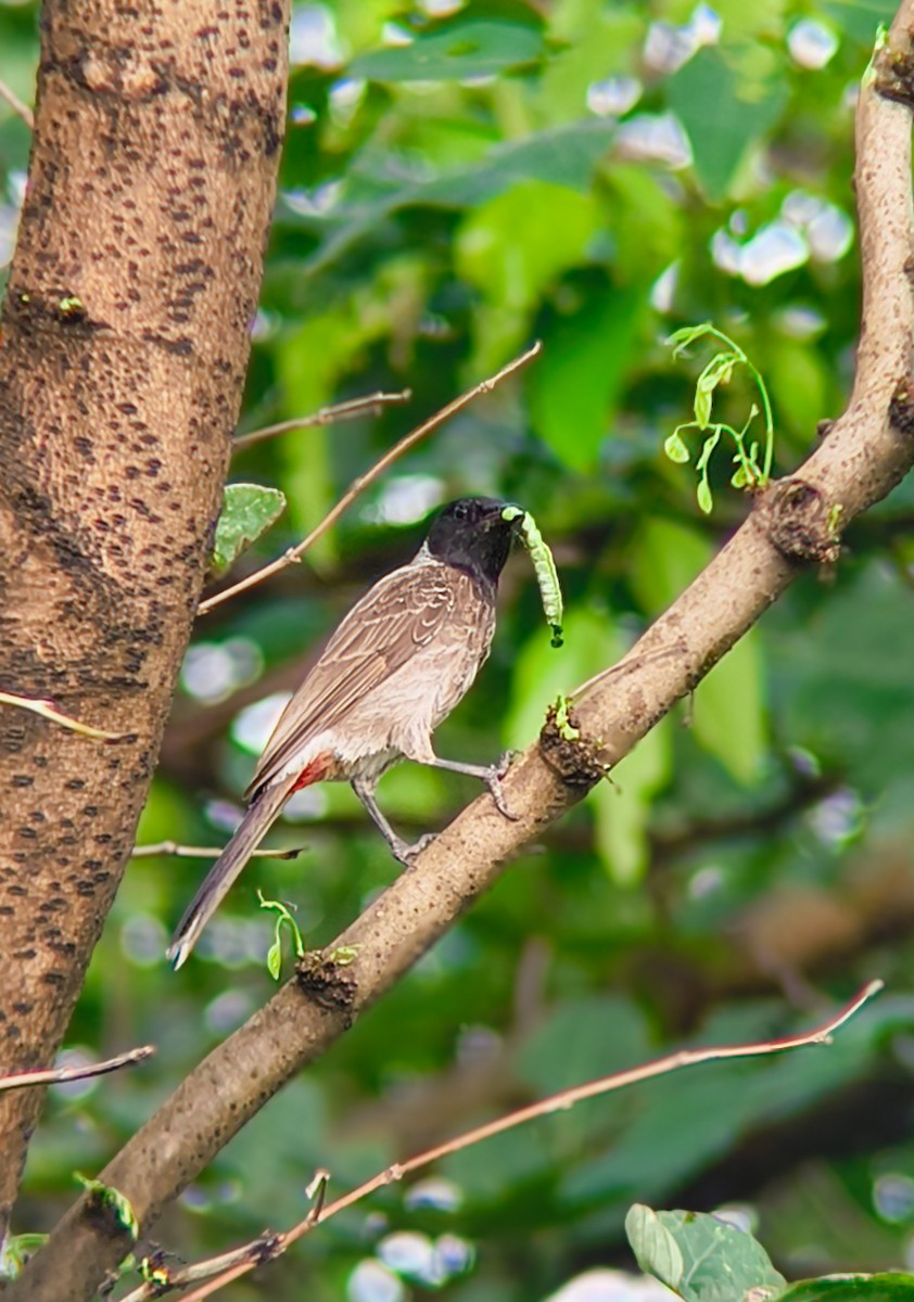 Red-vented Bulbul - ML639405145