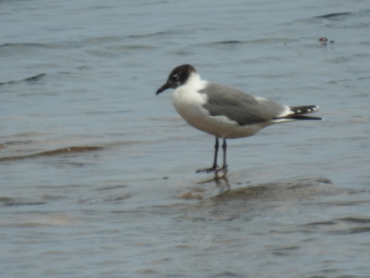 Franklin's Gull - Jean-Guy Beaulieu