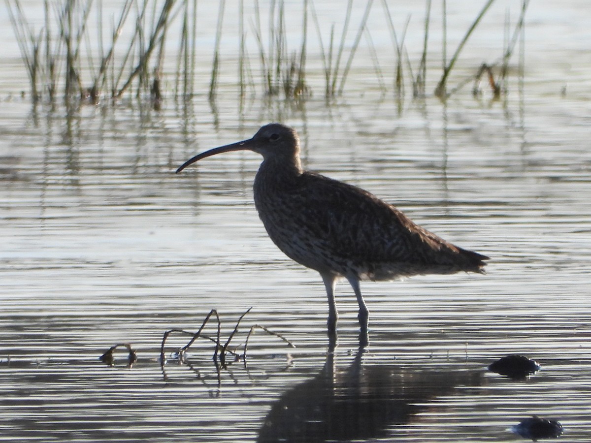 Courlis cendré - ML639405263