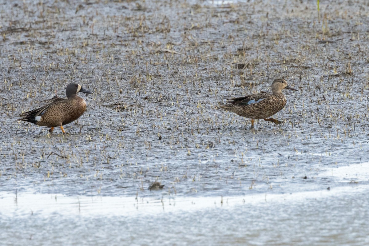Blue-winged Teal - ML639405264