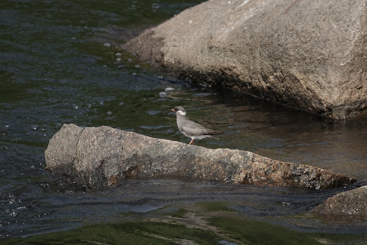 Rock Pratincole (White-naped) - ML639405349