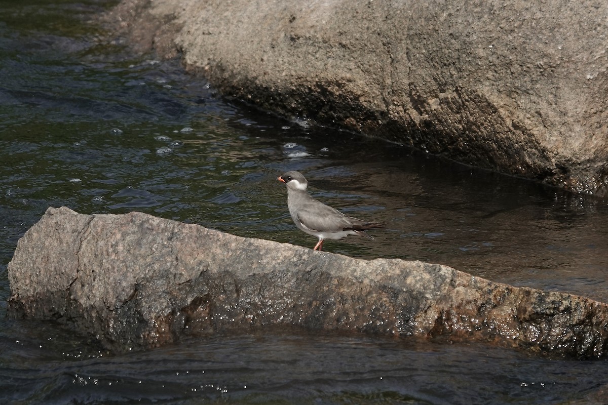 Rock Pratincole (White-naped) - ML639405350