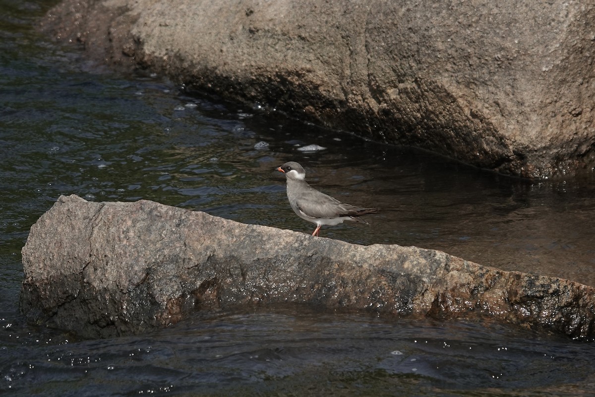Rock Pratincole (White-naped) - ML639405351