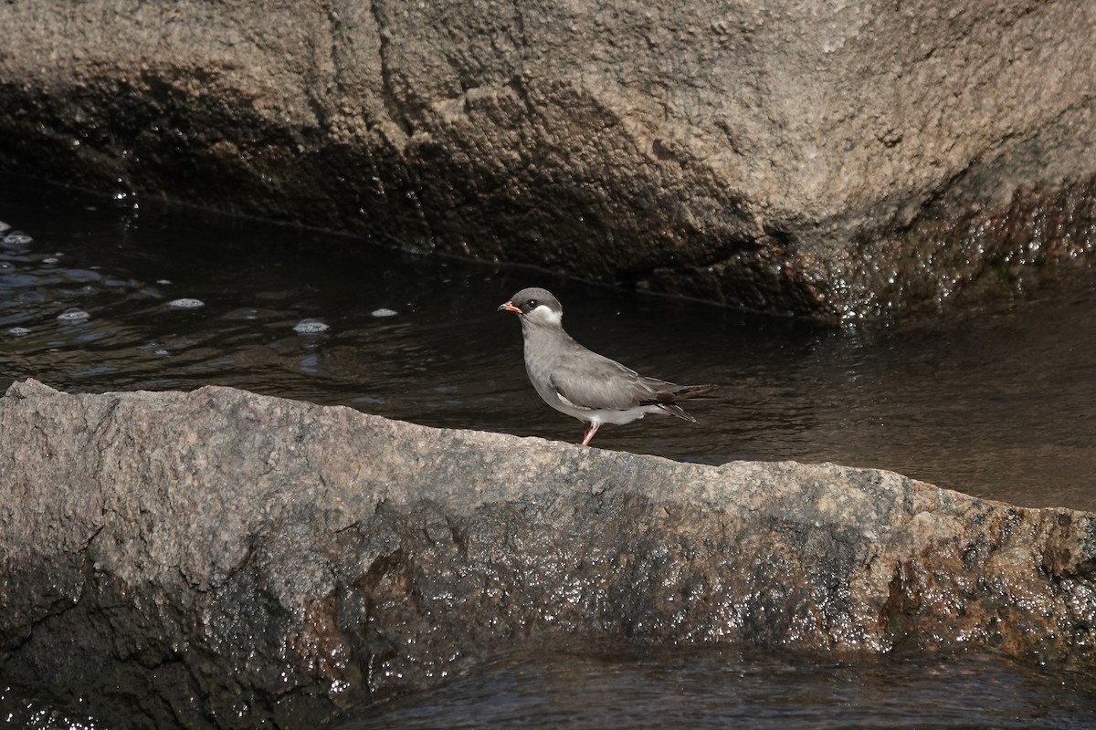 Rock Pratincole (White-naped) - ML639405352