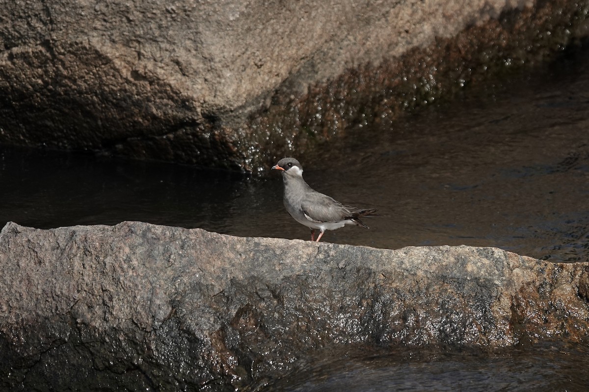Rock Pratincole (White-naped) - ML639405353