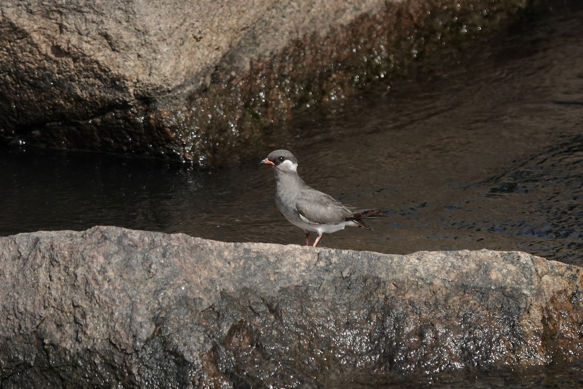 Rock Pratincole (White-naped) - ML639405357