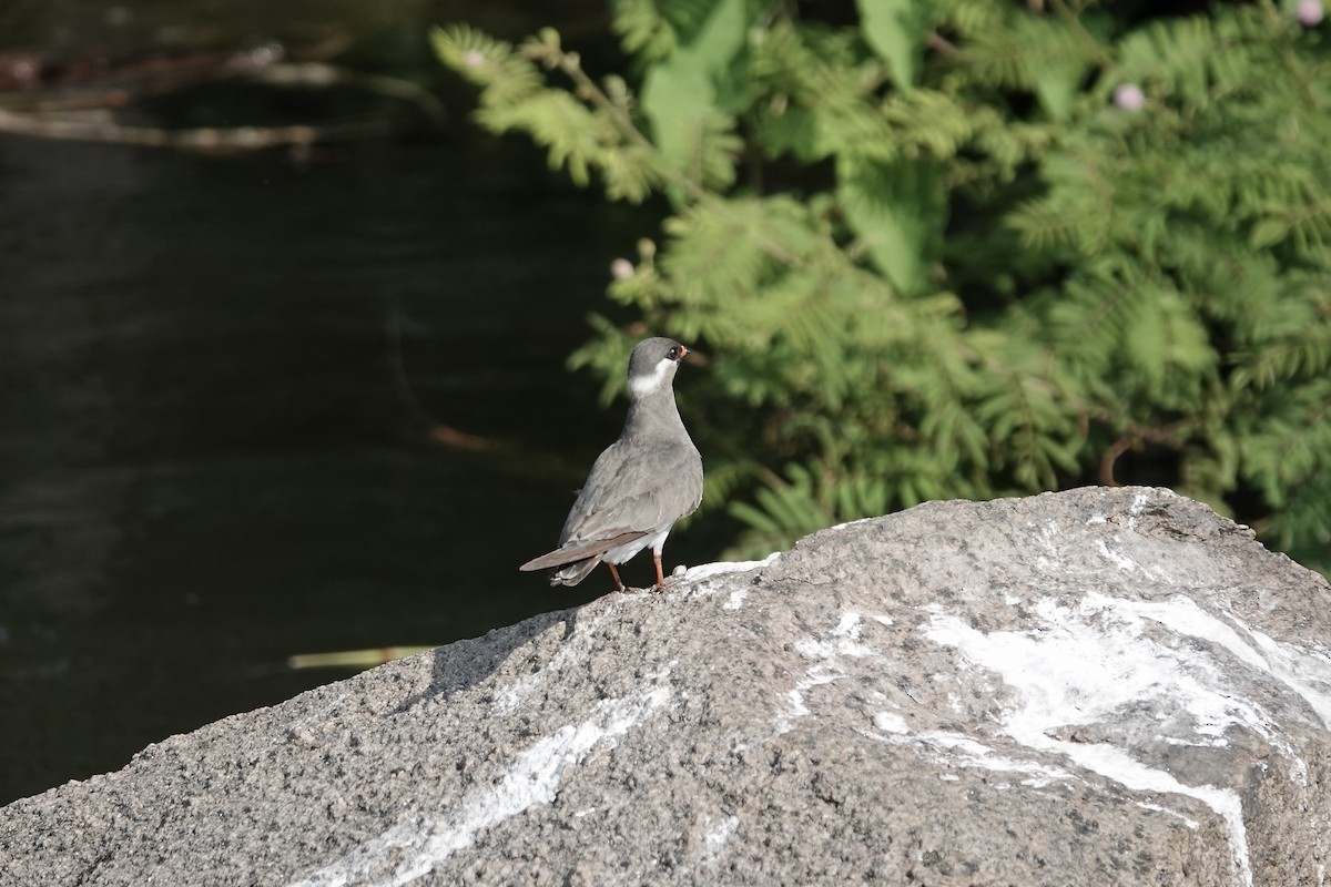 Rock Pratincole (White-naped) - ML639405358