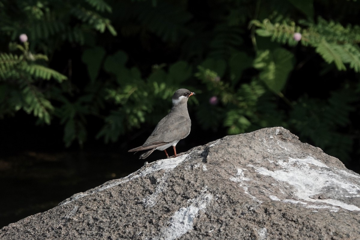Rock Pratincole (White-naped) - ML639405359
