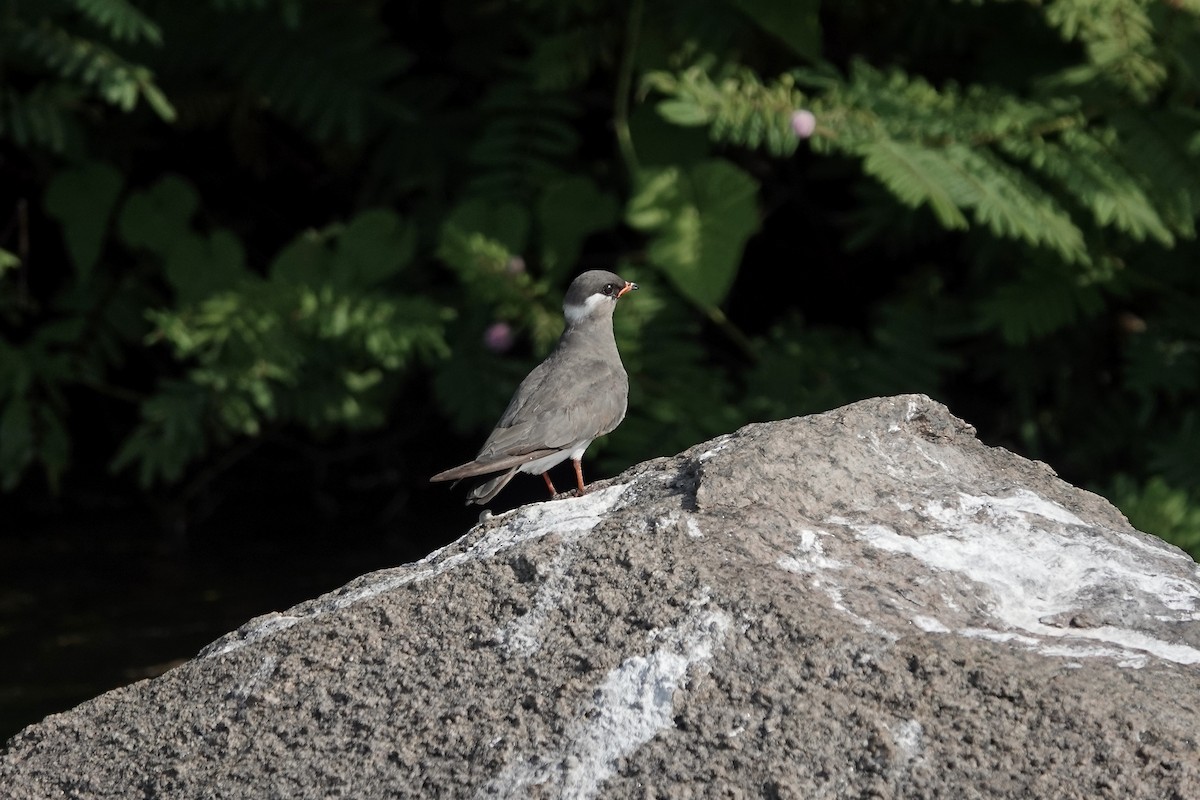 Rock Pratincole (White-naped) - ML639405360