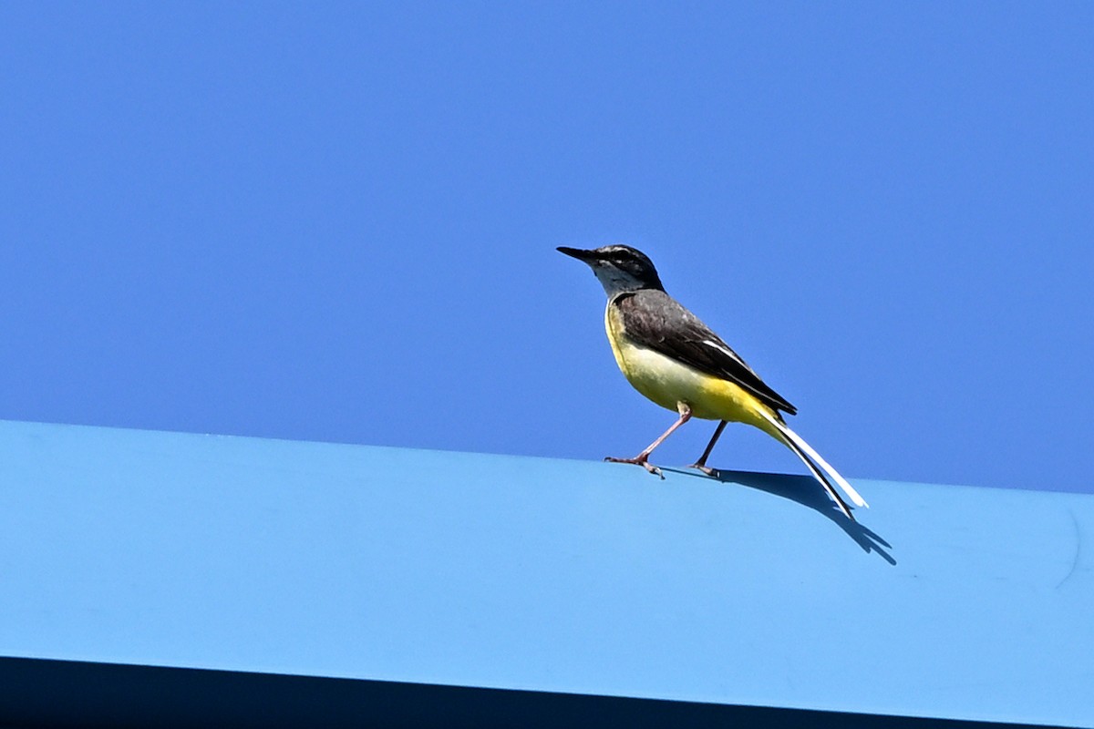 Gray Wagtail - ML639405373