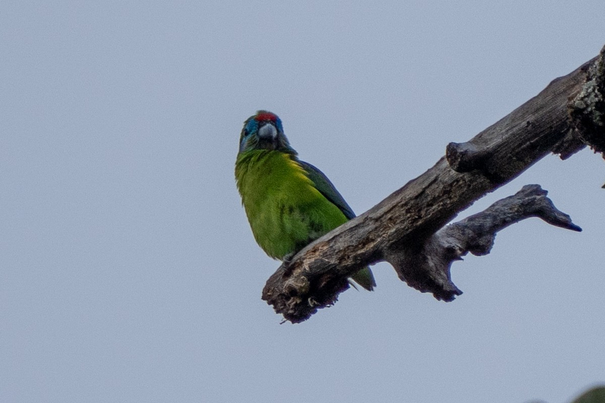 Double-eyed Fig-Parrot (Double-eyed) - ML639405457