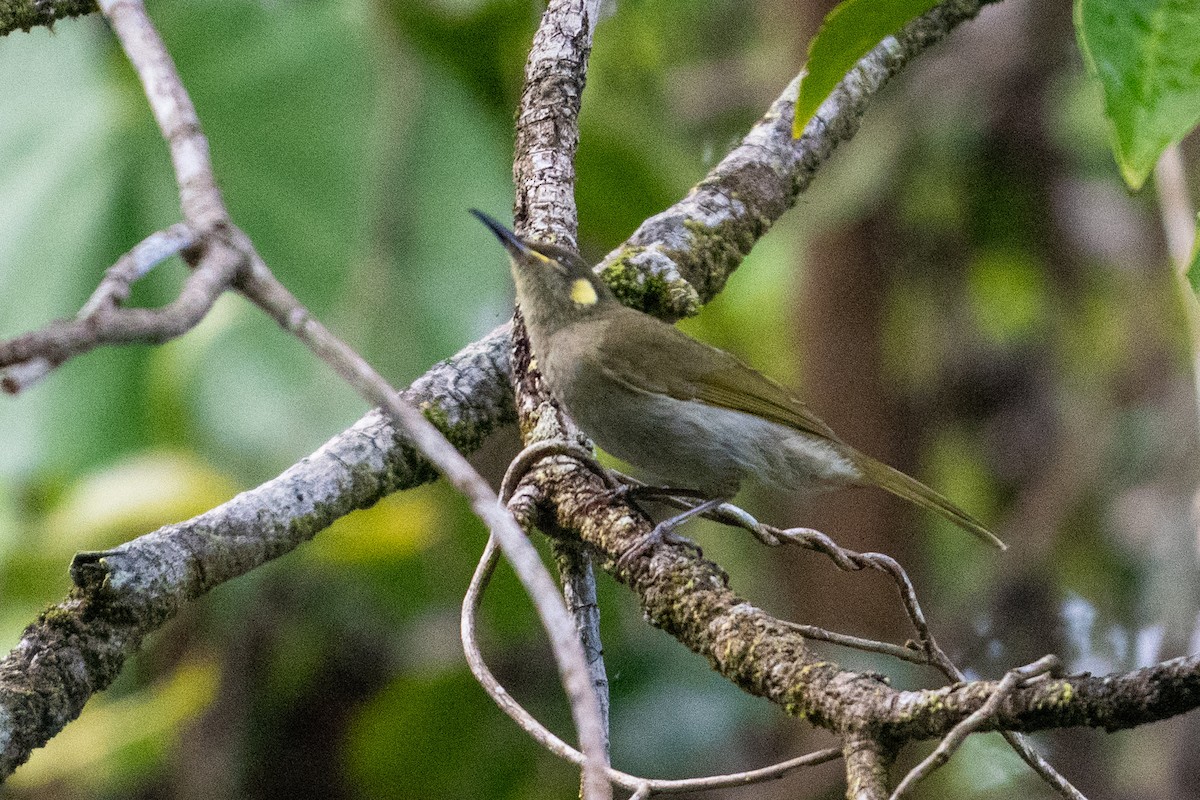 Cryptic Honeyeater - ML639405458