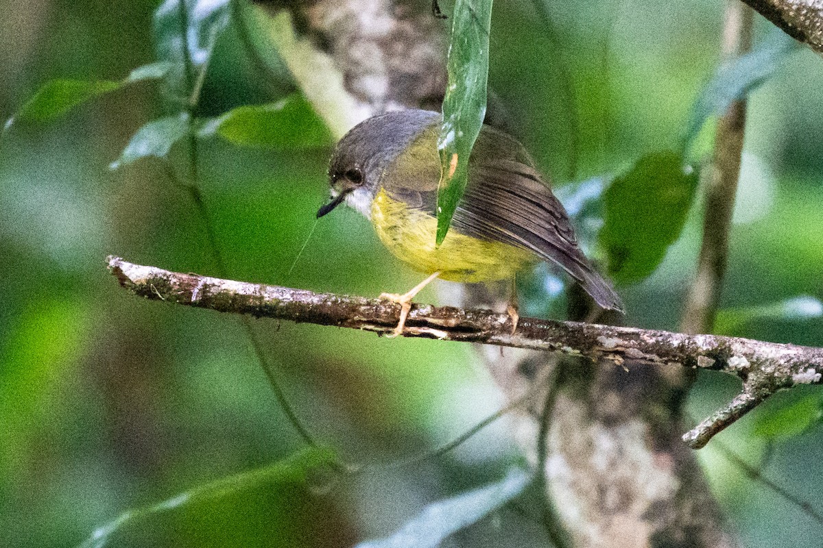 Pale-yellow Robin - ML639405623