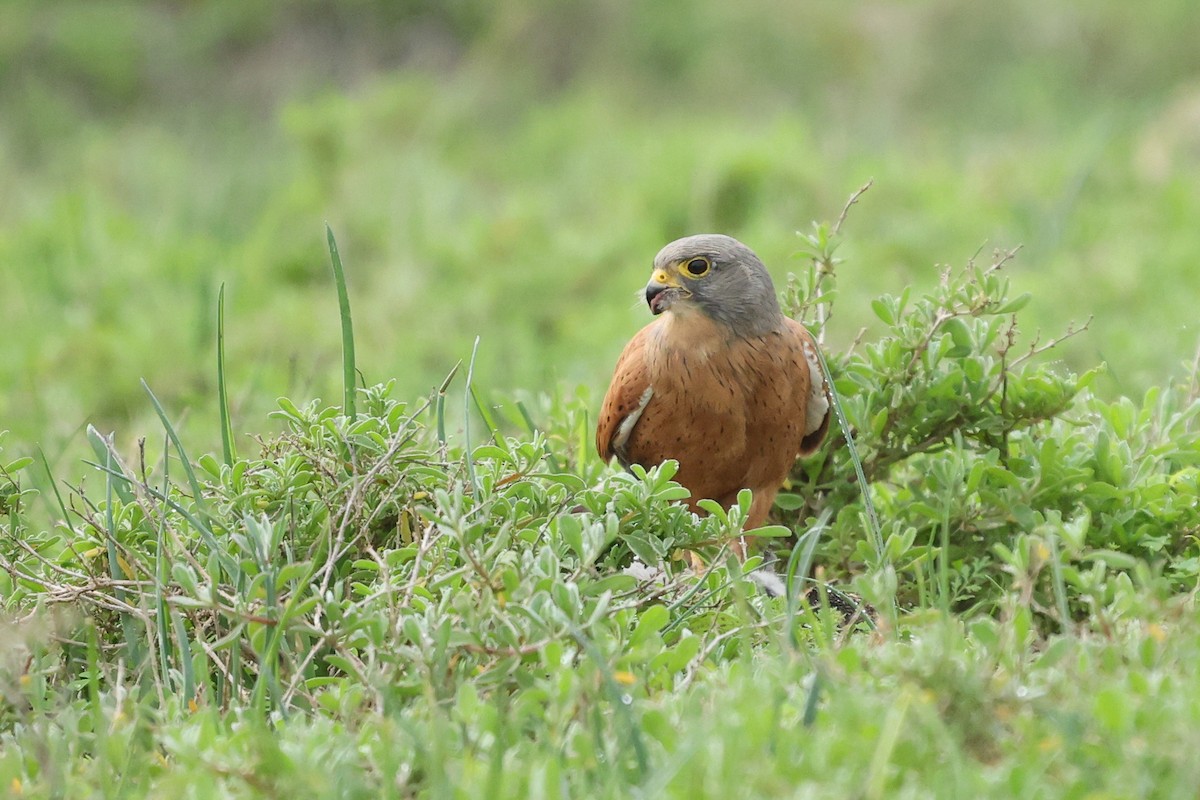 Rock Kestrel - ML639405626