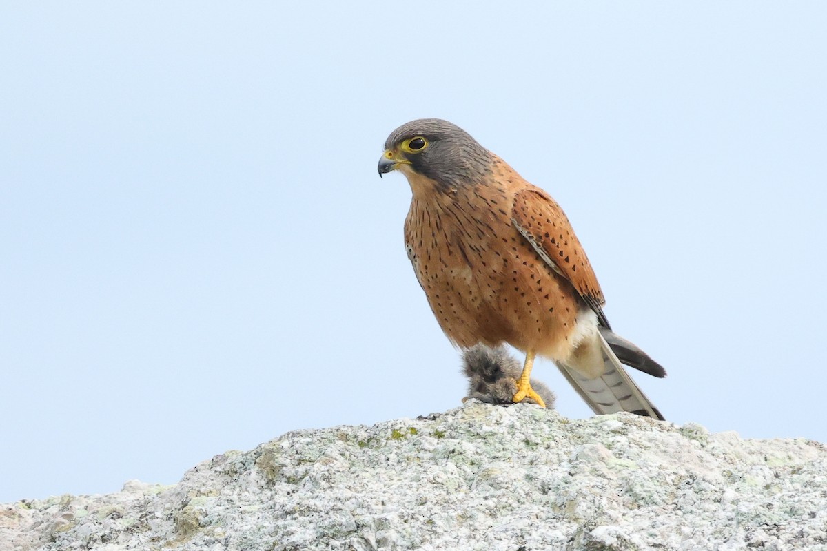 Rock Kestrel - ML639405627