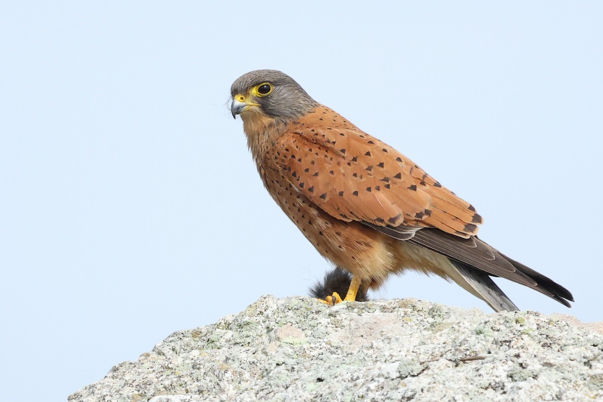 Rock Kestrel - ML639405628