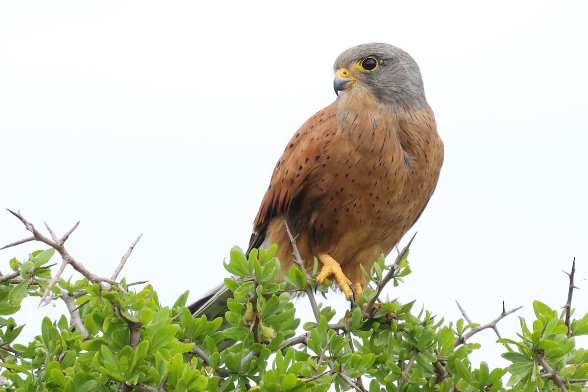 Rock Kestrel - ML639405629