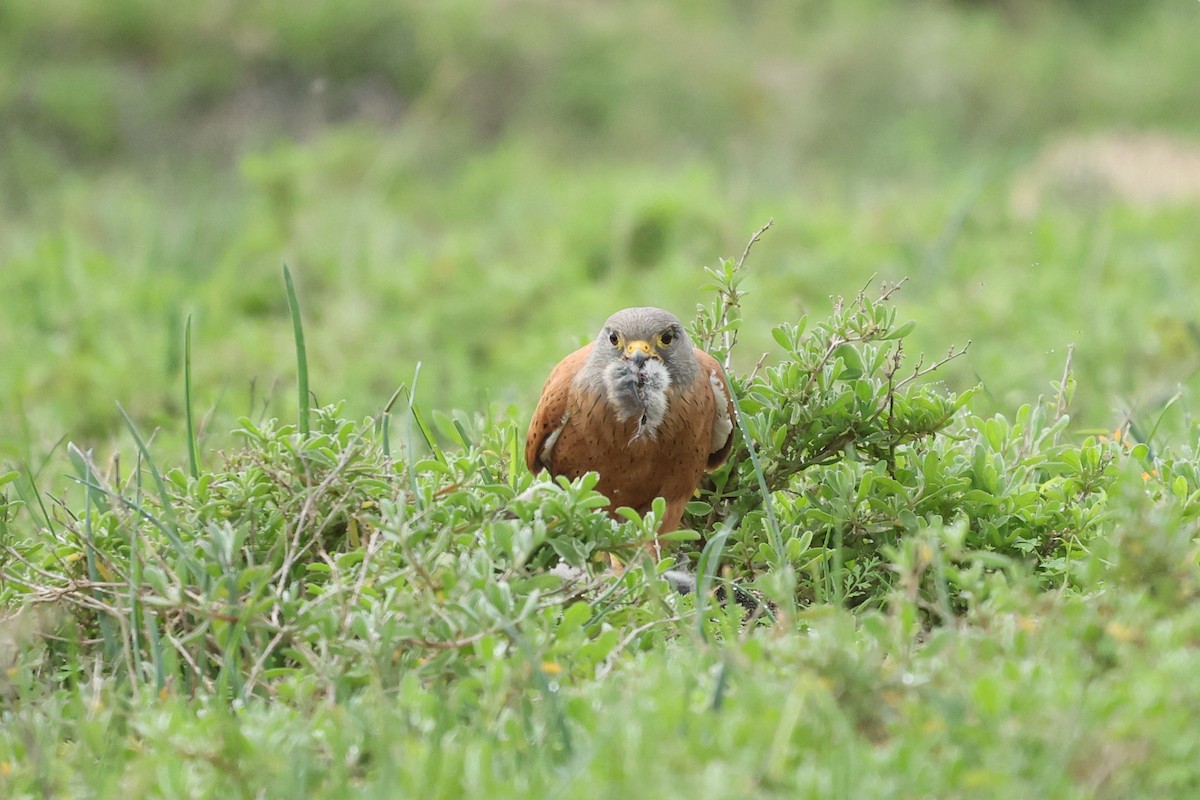 Rock Kestrel - ML639405630