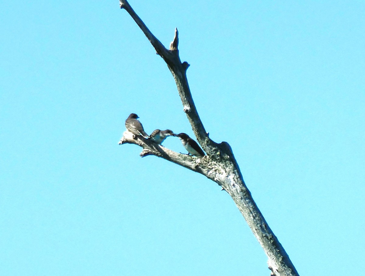 Eastern Kingbird - ML639405642