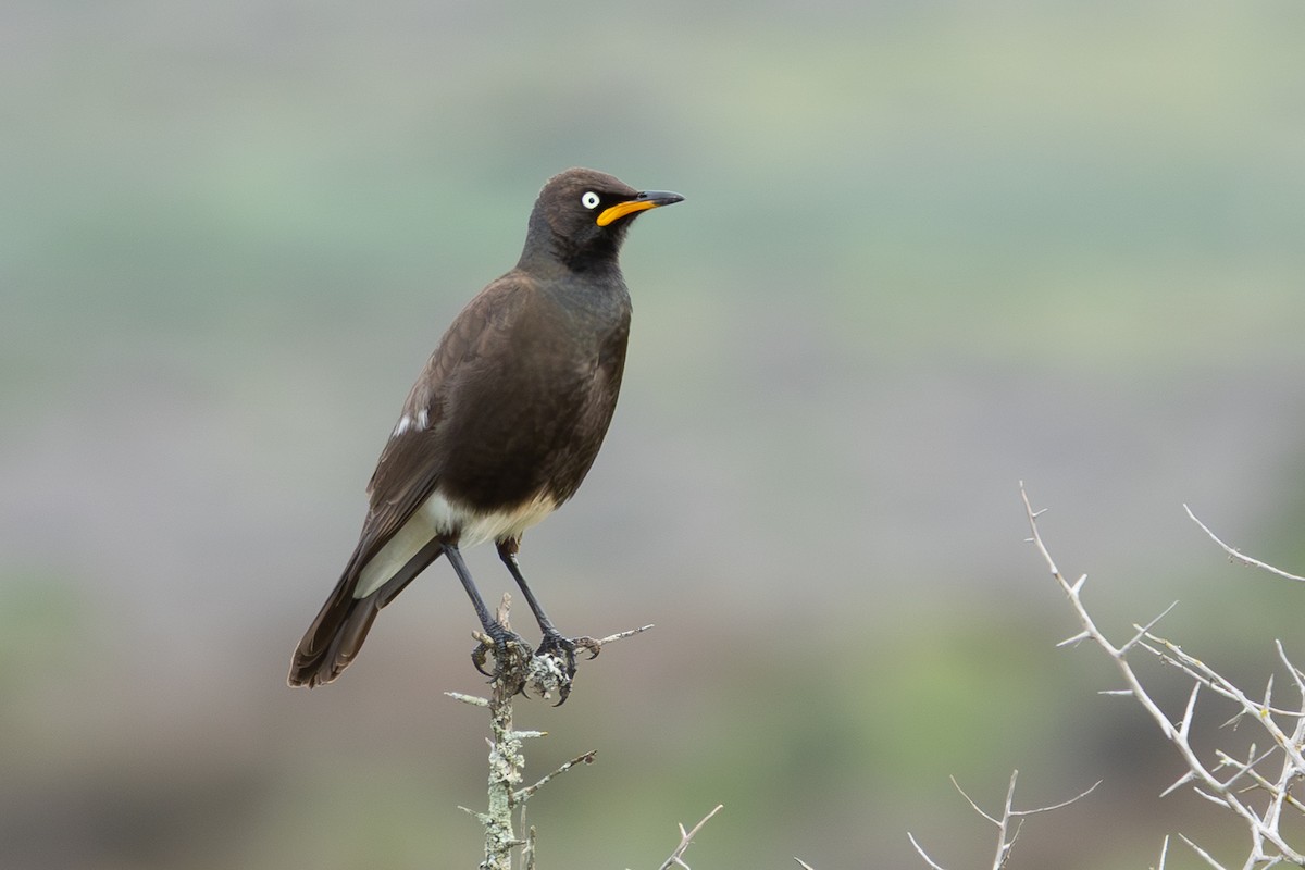 African Pied Starling - ML639405675