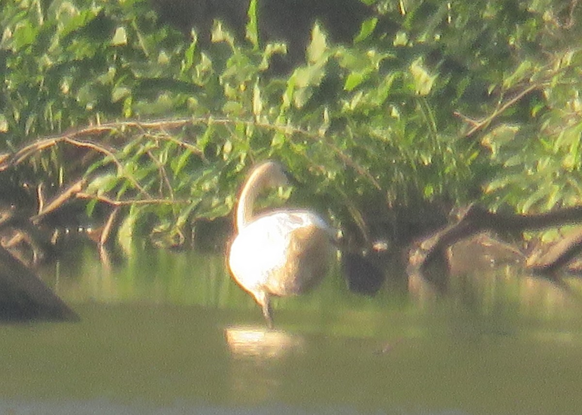 Trumpeter Swan - ML639405803